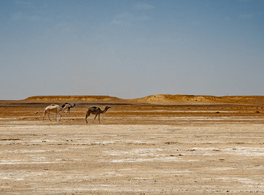 Entre el Mágreb y el Sahel: África transahariana, de ida y vuelta 